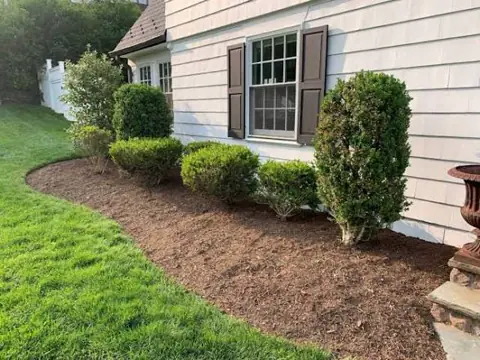 Fresh mulch and neatly trimmed shrubs in a landscaped bed